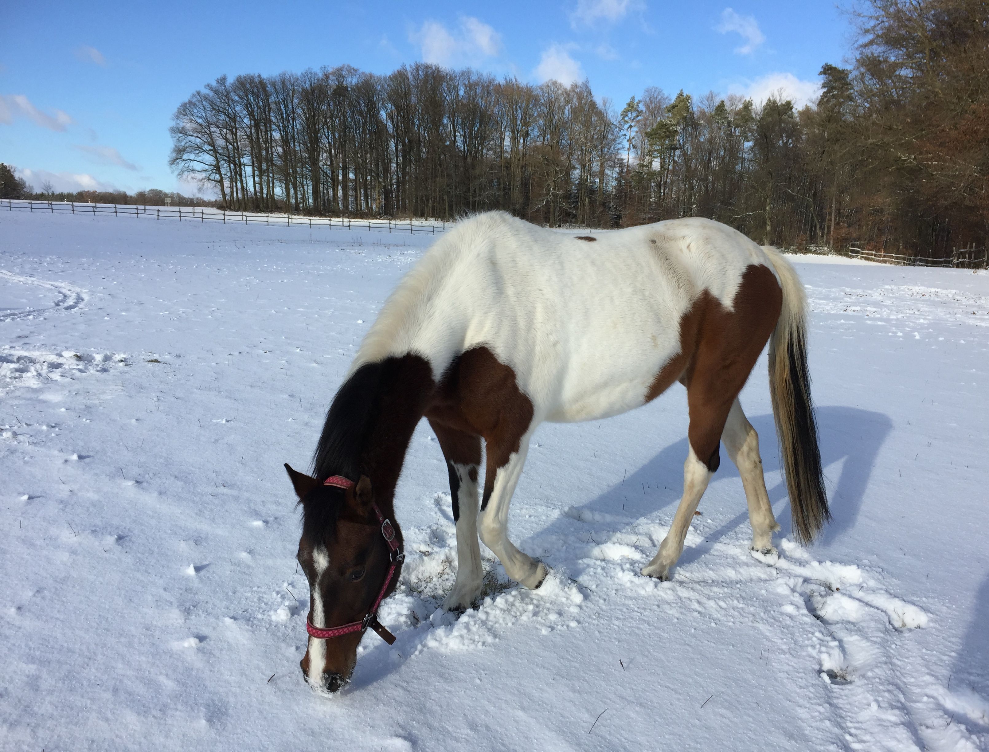  Pferd im Winter 